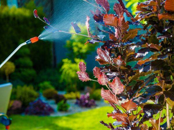 Ograniczenie szkód od robaków bez użycia chemikaliów: jakie naturalne sposoby zwalczania szkodników są skuteczne w ogrodzie
