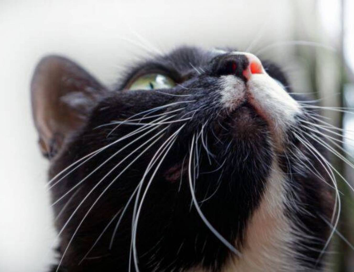 Koci katar – Przyczyny, objawy i sposoby leczenia